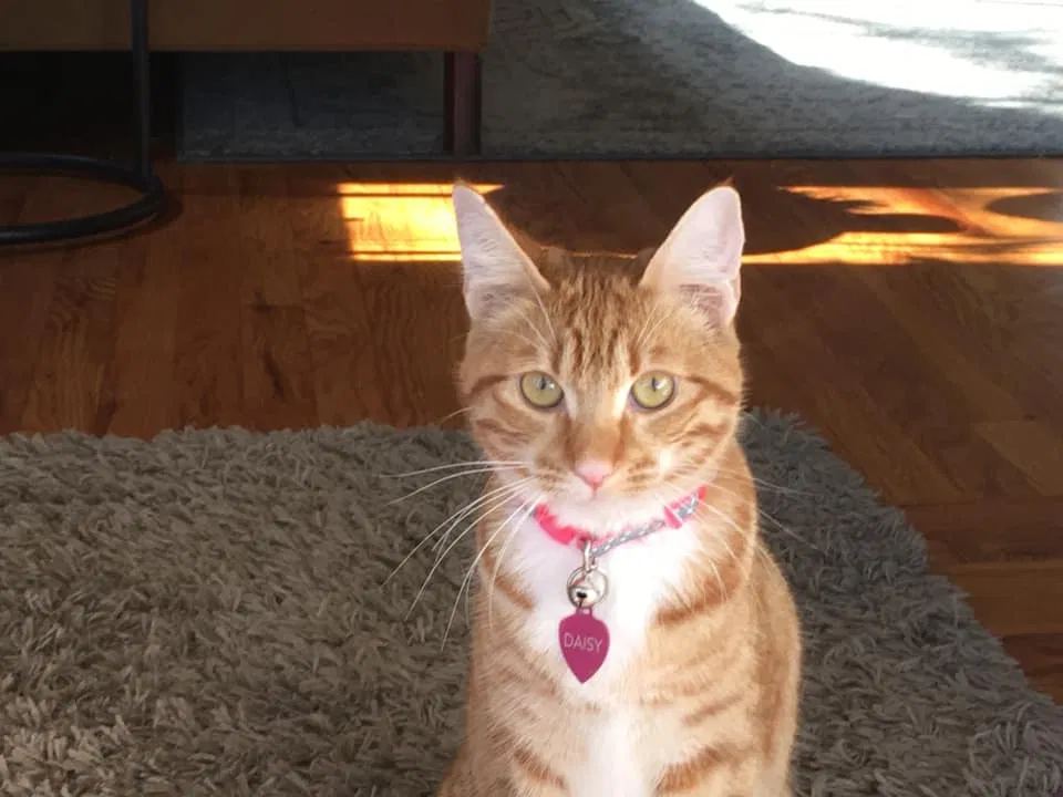 Lost cat in Modesto, CA, 95358