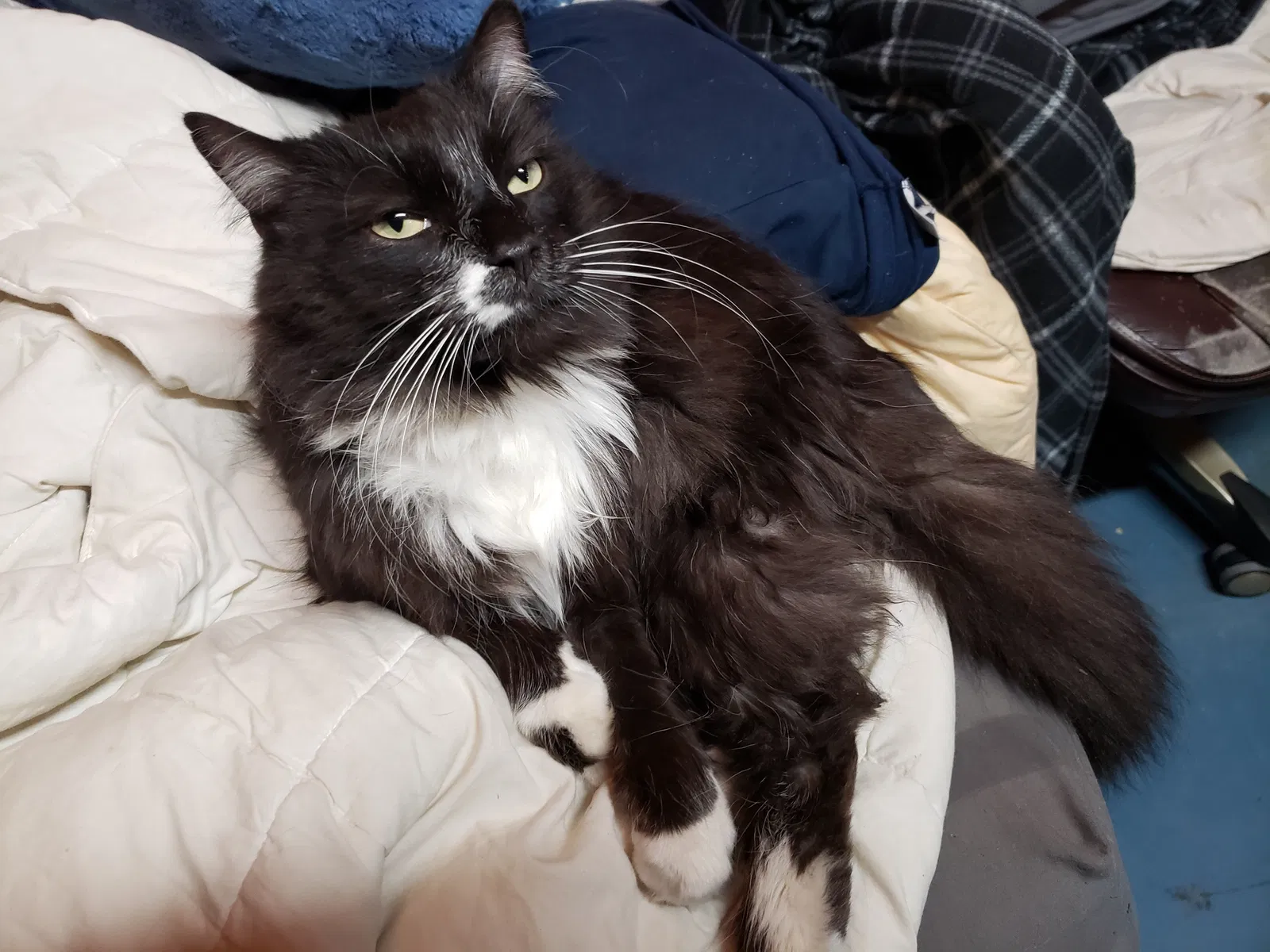 Lost cat in Fresno, CA, 93727