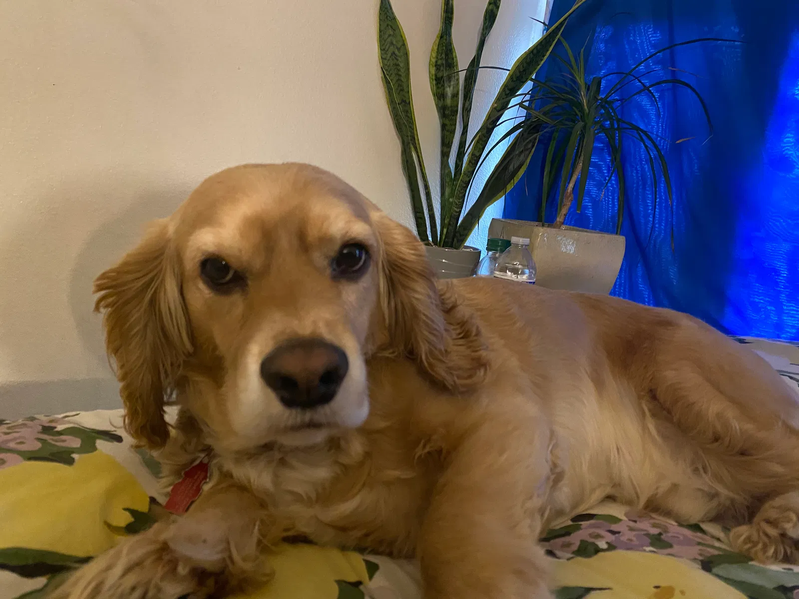 Lost dog in San Luis Obispo, CA, 93401