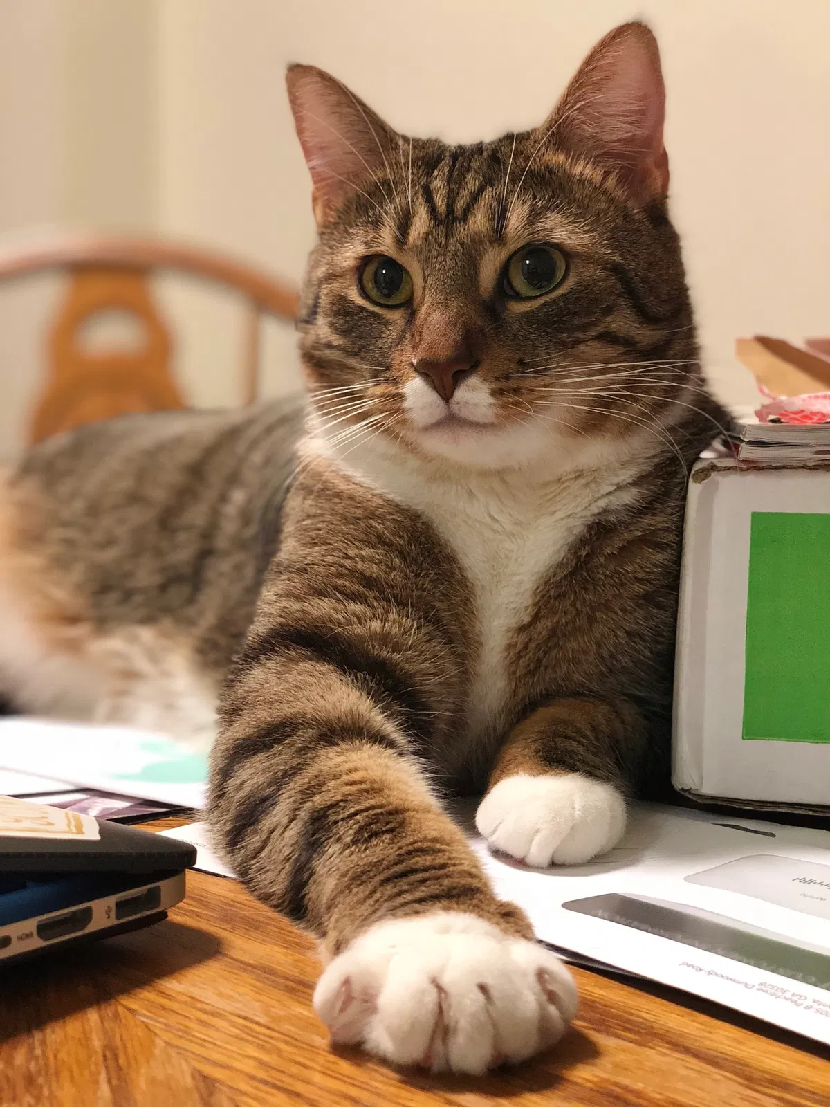Lost cat in Glen Allen, VA, 23060