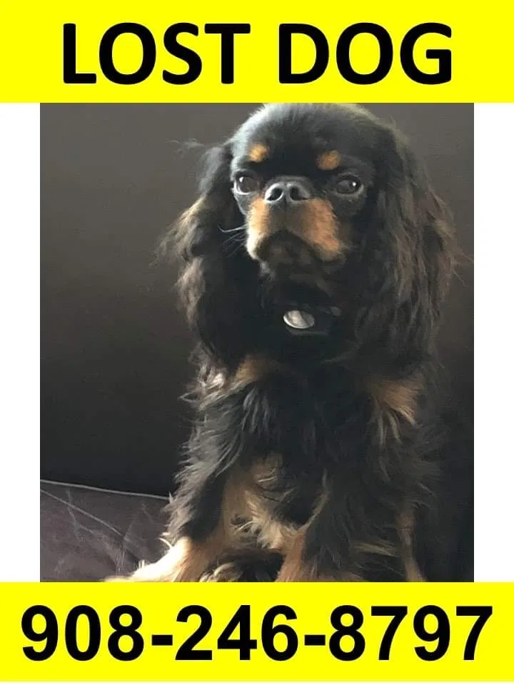 Lost dog in Andover, MA, 1810