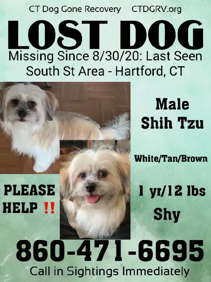 Lost dog in Hartford, CT, 6114