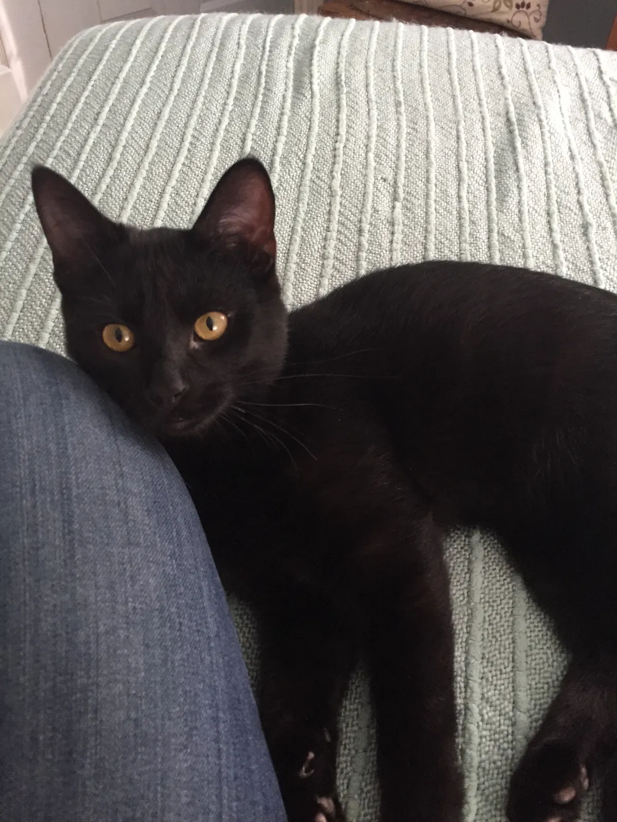 Lost cat in Portage, MI, 49024