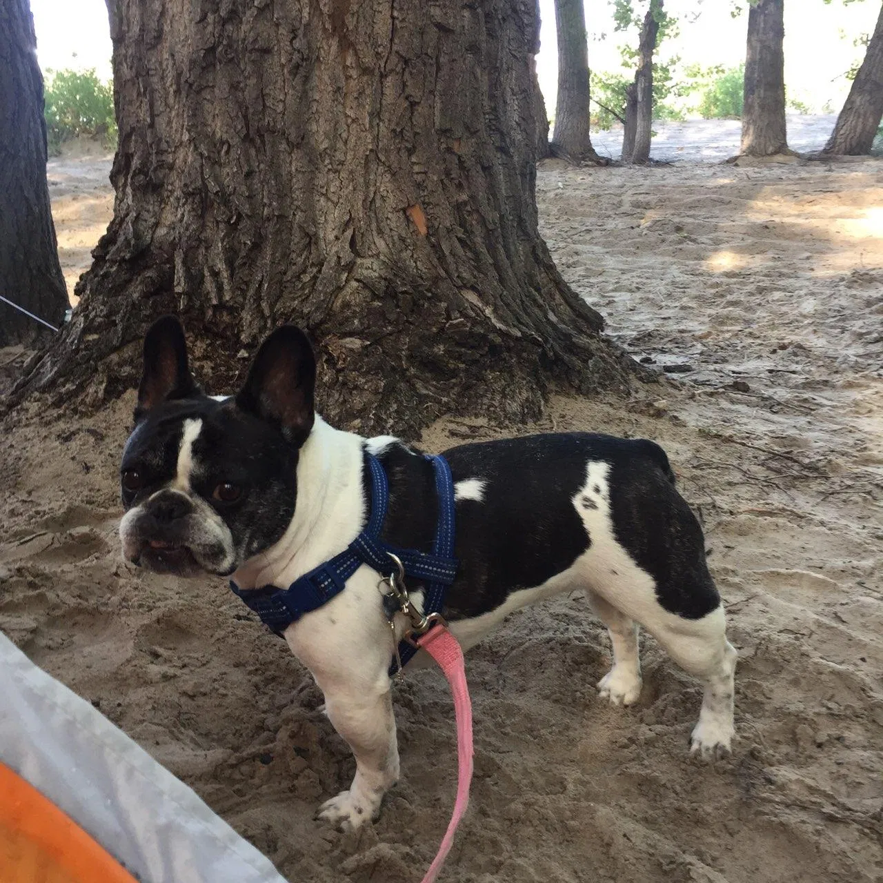 Lost dog in Commerce City, CO, 80022