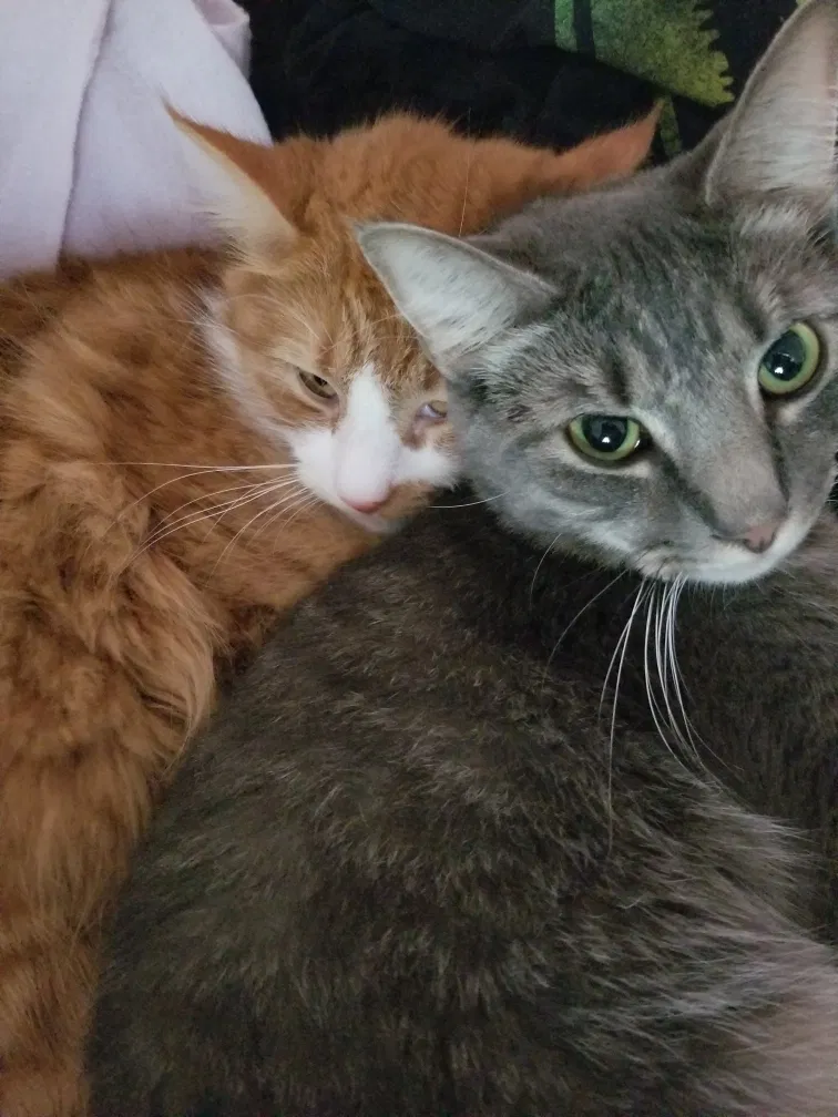 Lost cat in Knoxville, TN, 37931