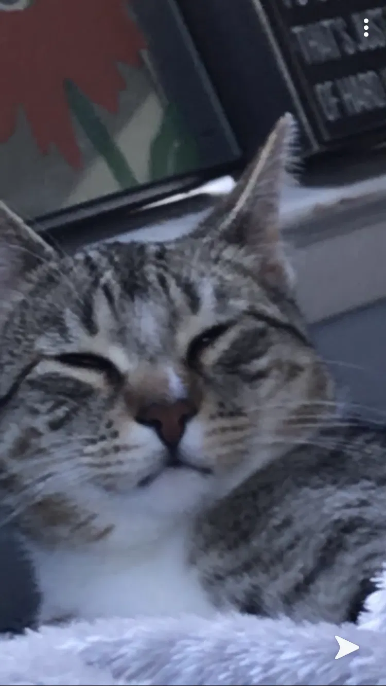 Lost cat in Carmel, CA, 93923