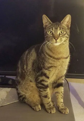 Lost cat in West Jordan, UT, 84088