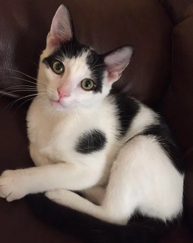 Lost cat in West Newton, PA, 15089