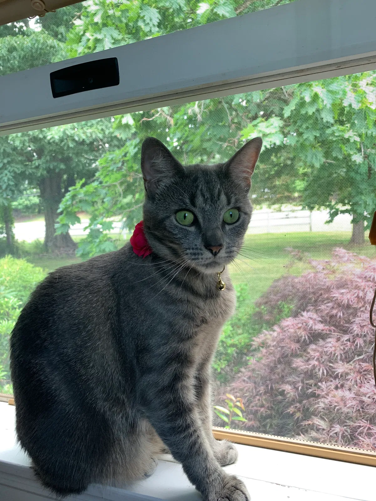 Lost cat in Belle Mead, NJ, 8502