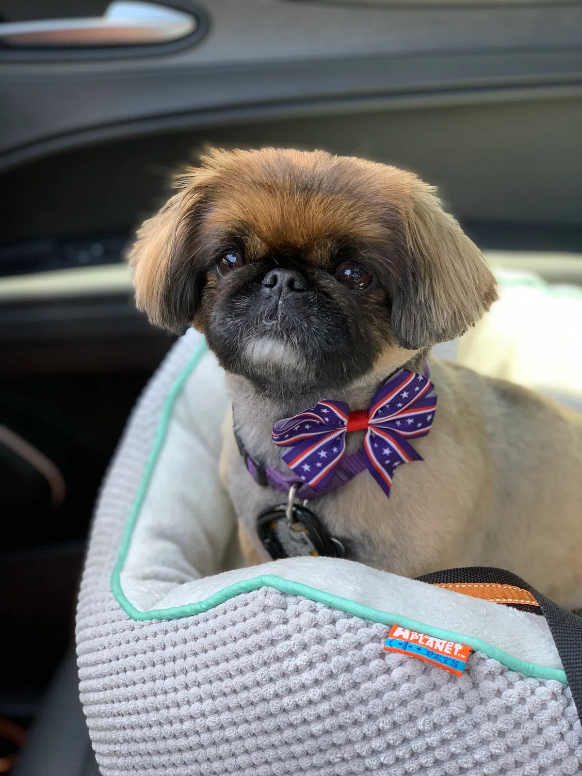 Lost dog in Cedar Park, TX, 78613