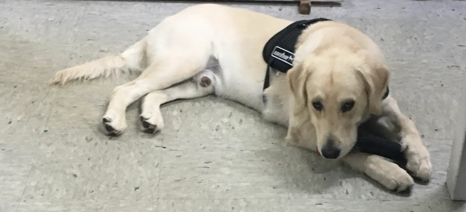 Lost dog in Greeneville, TN, 37745