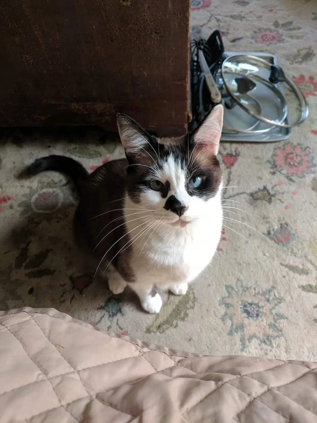 Lost cat in Jasper, TN, 37347
