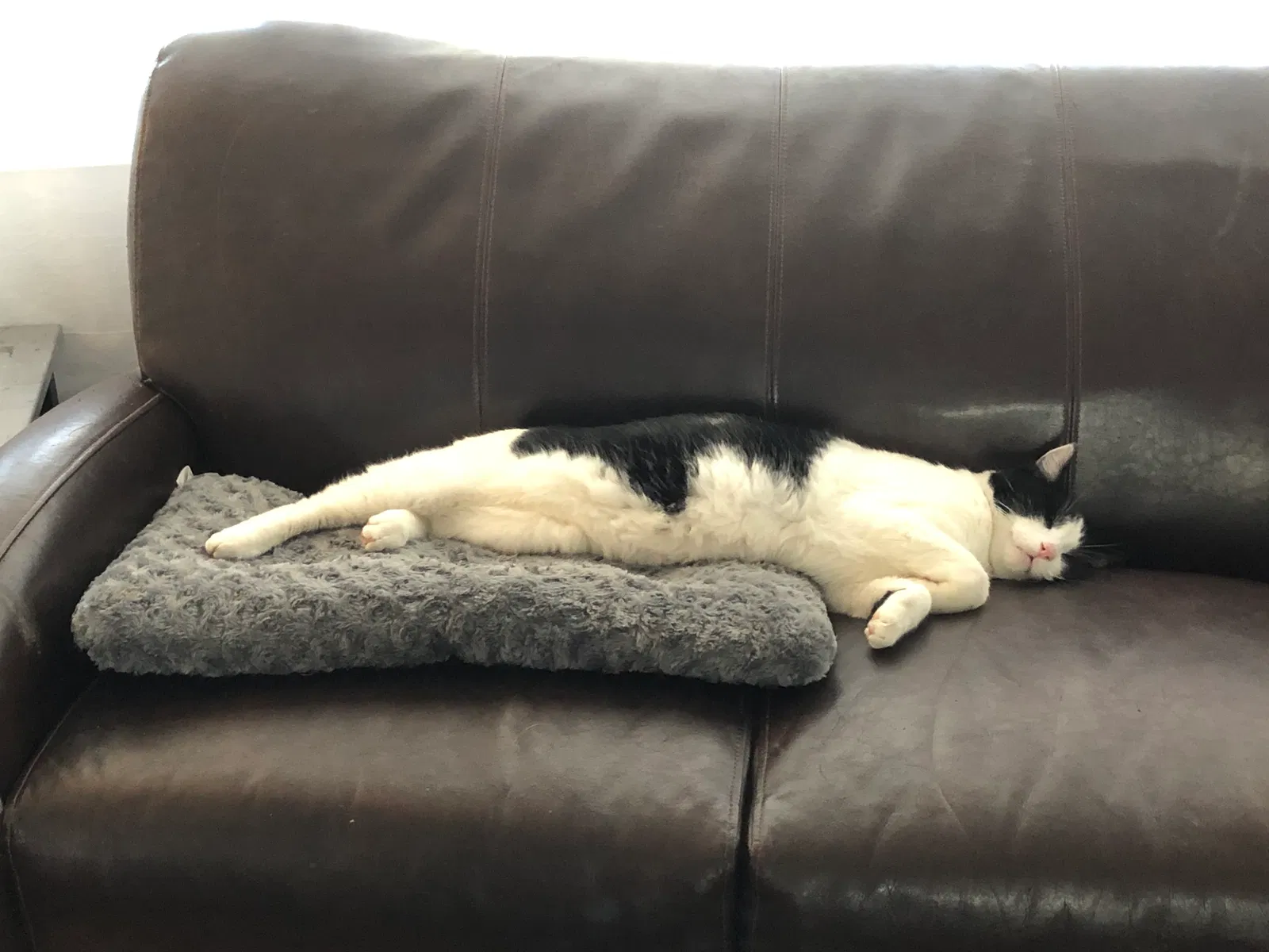 Lost cat in Marietta, GA, 30062