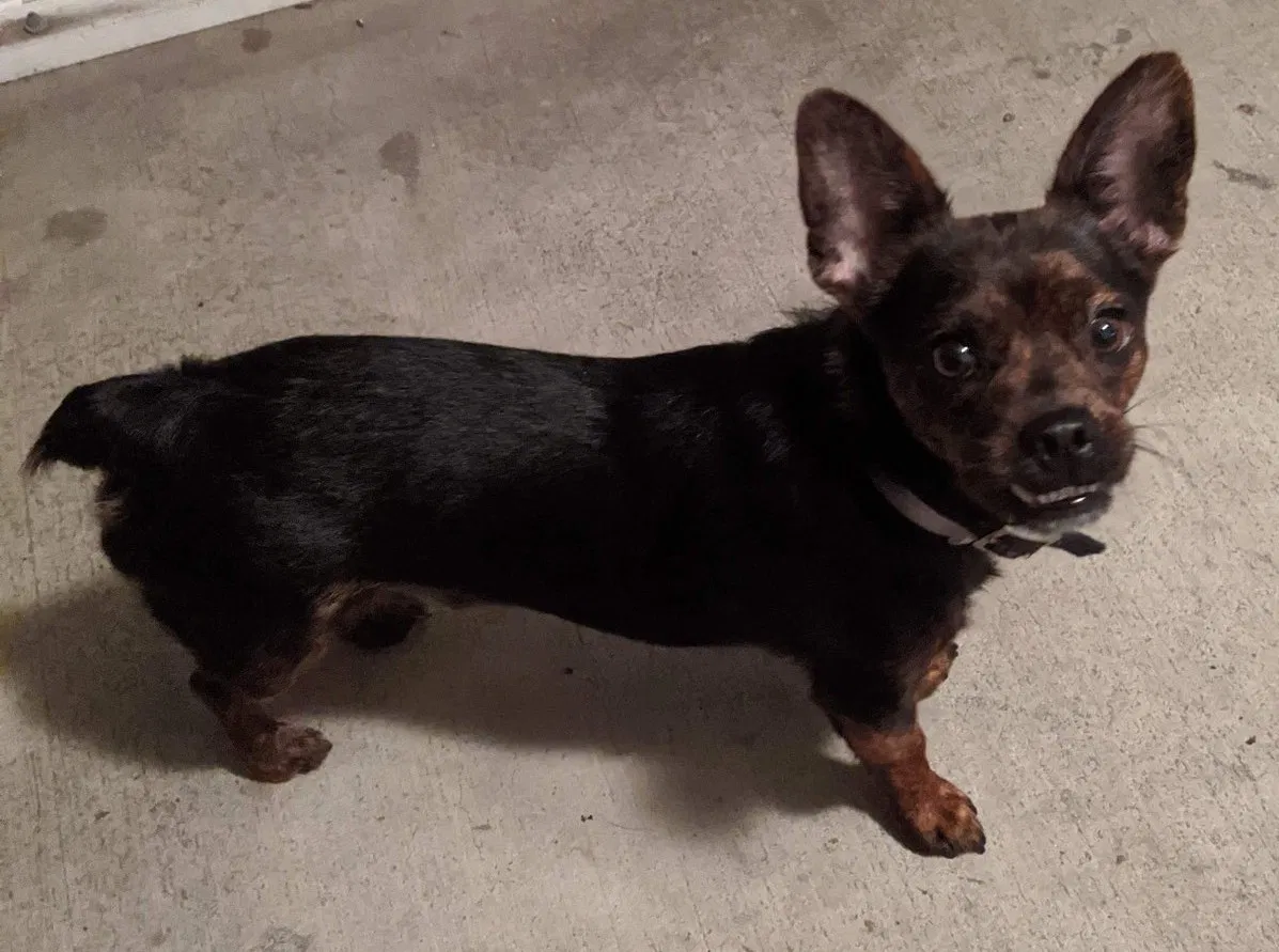 Lost dog in Lakeland, FL, 33810