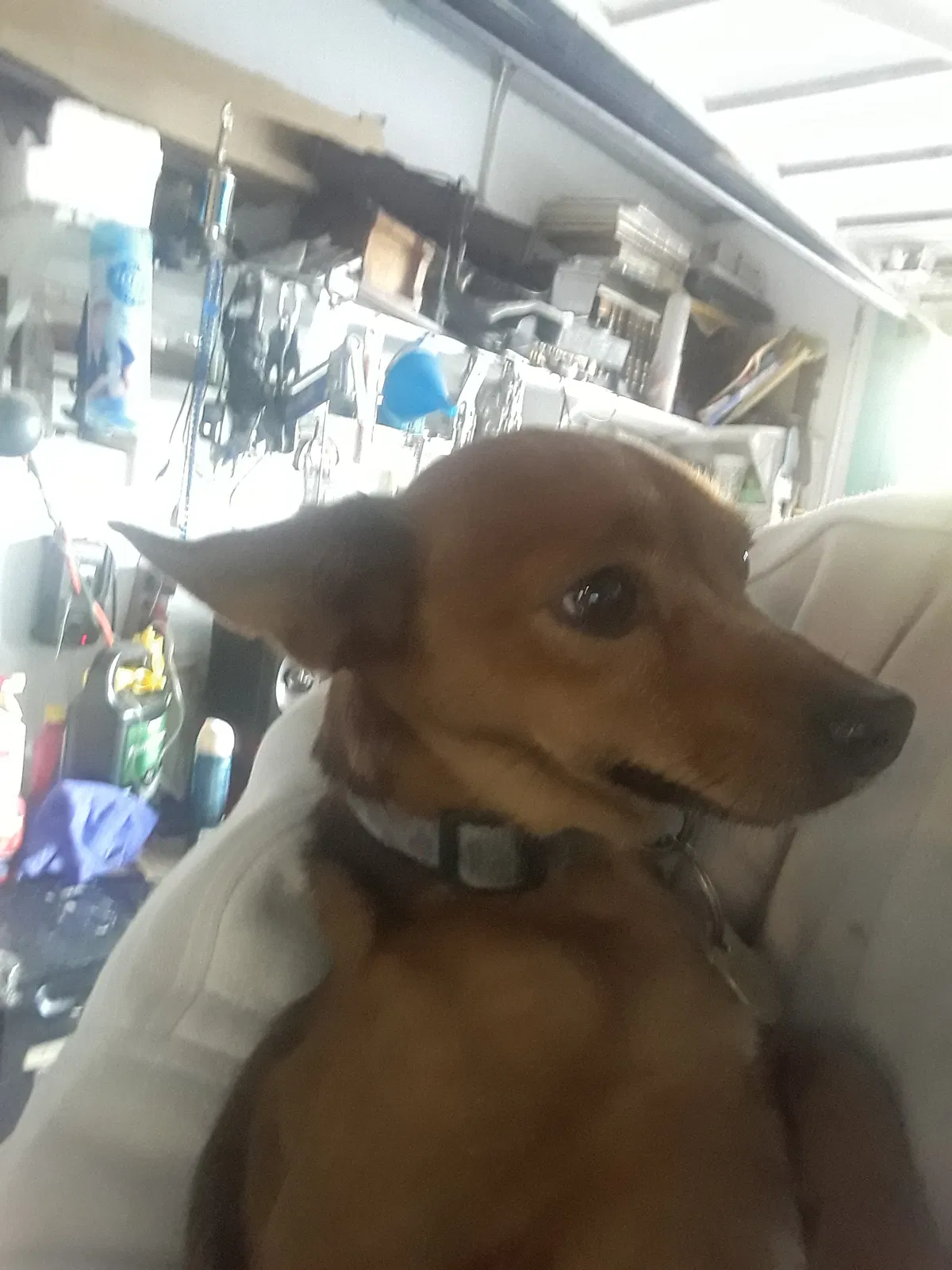 Lost dog in Holiday, FL, 34691
