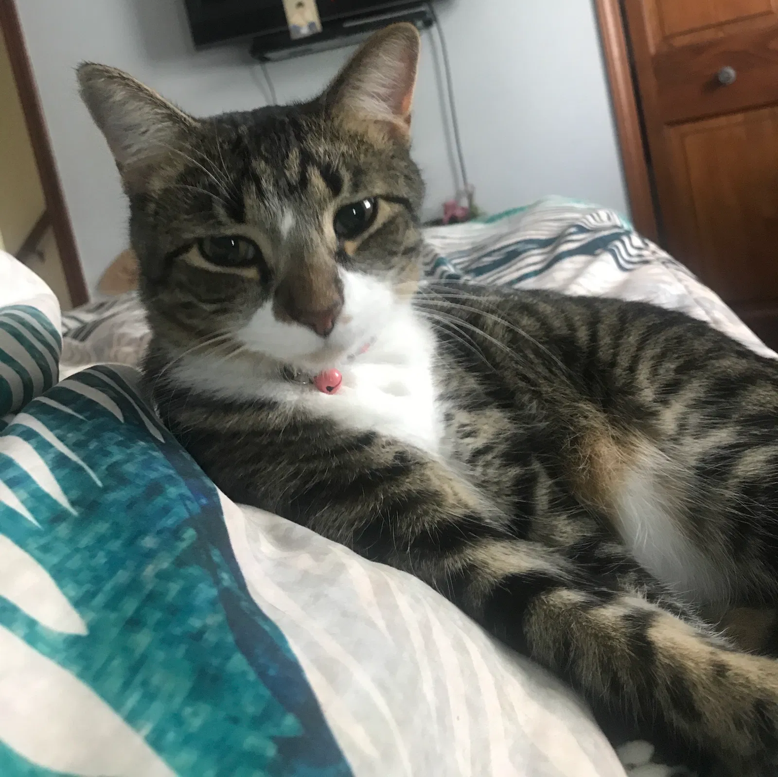 Lost cat in Perrysburg, OH, 43551
