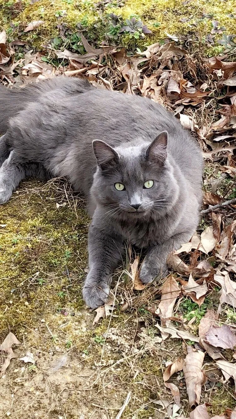Lost cat in Austin, TX, 78746