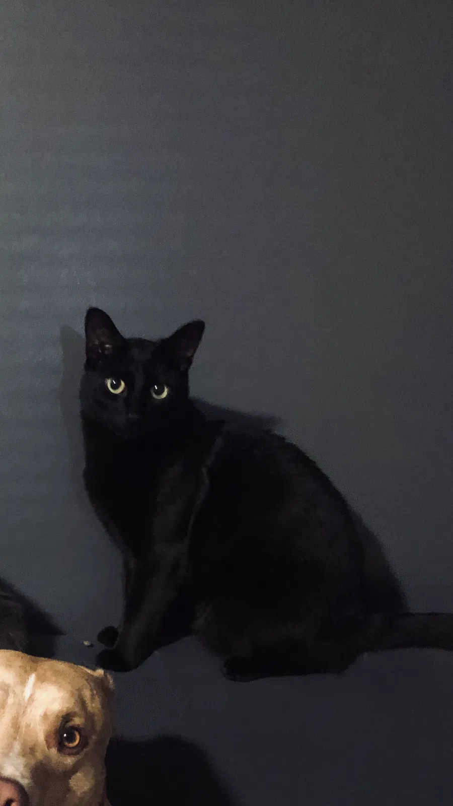 Lost cat in Fowlerville, MI, 48836