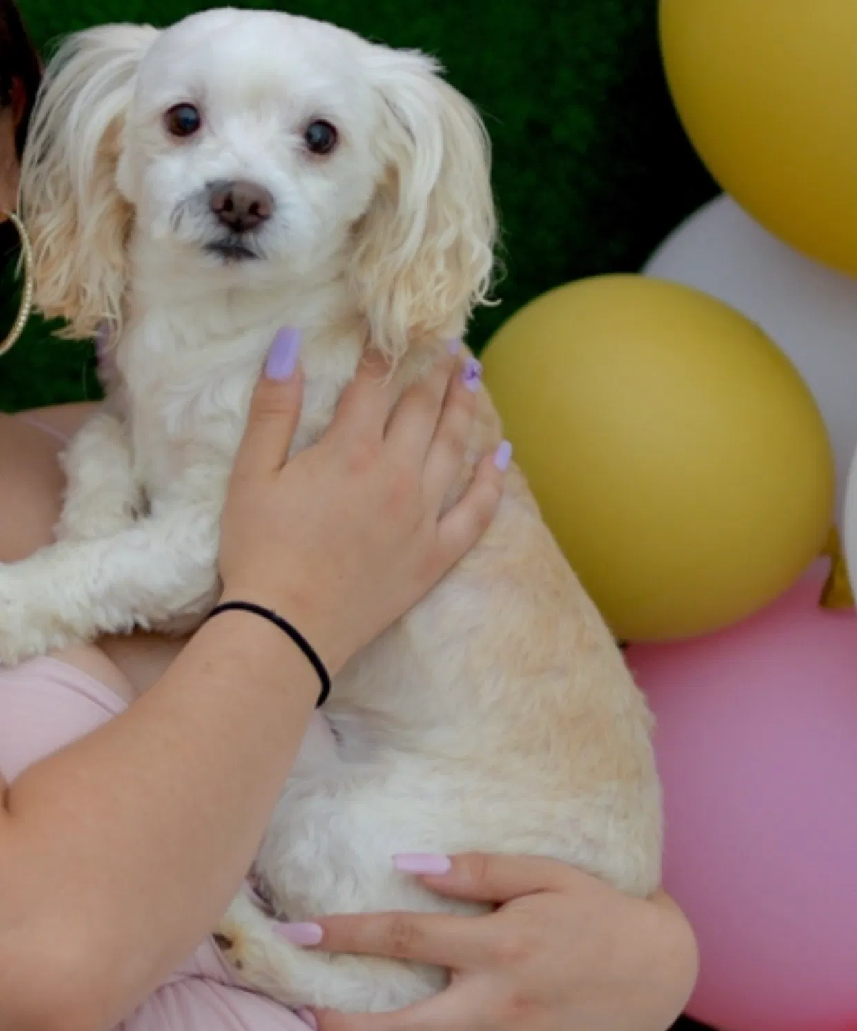Lost dog in Gainesville, GA, 30501