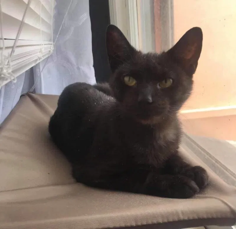 Lost cat in Allentown, PA, 18104