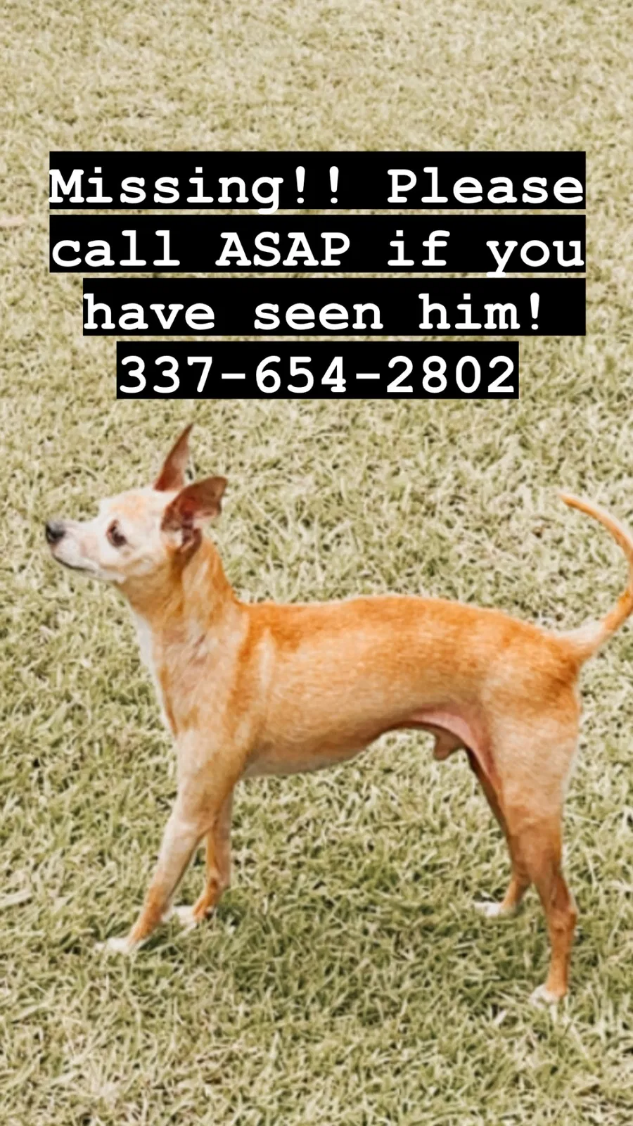 Lost dog in Folsom, LA, 70437