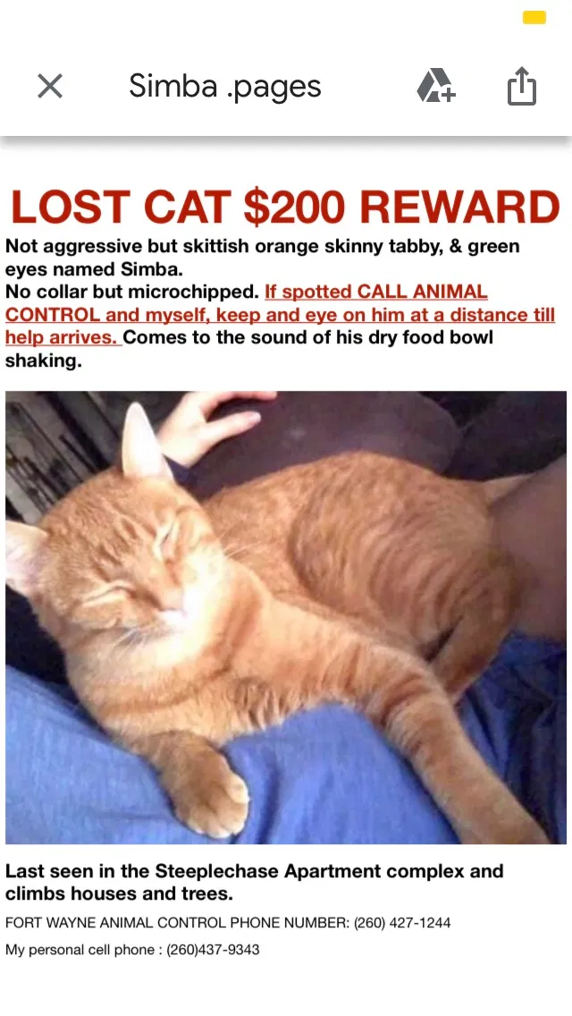 Lost cat in Fort Wayne, IN, 46845