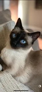 Lost cat in Knoxville, TN, 37922
