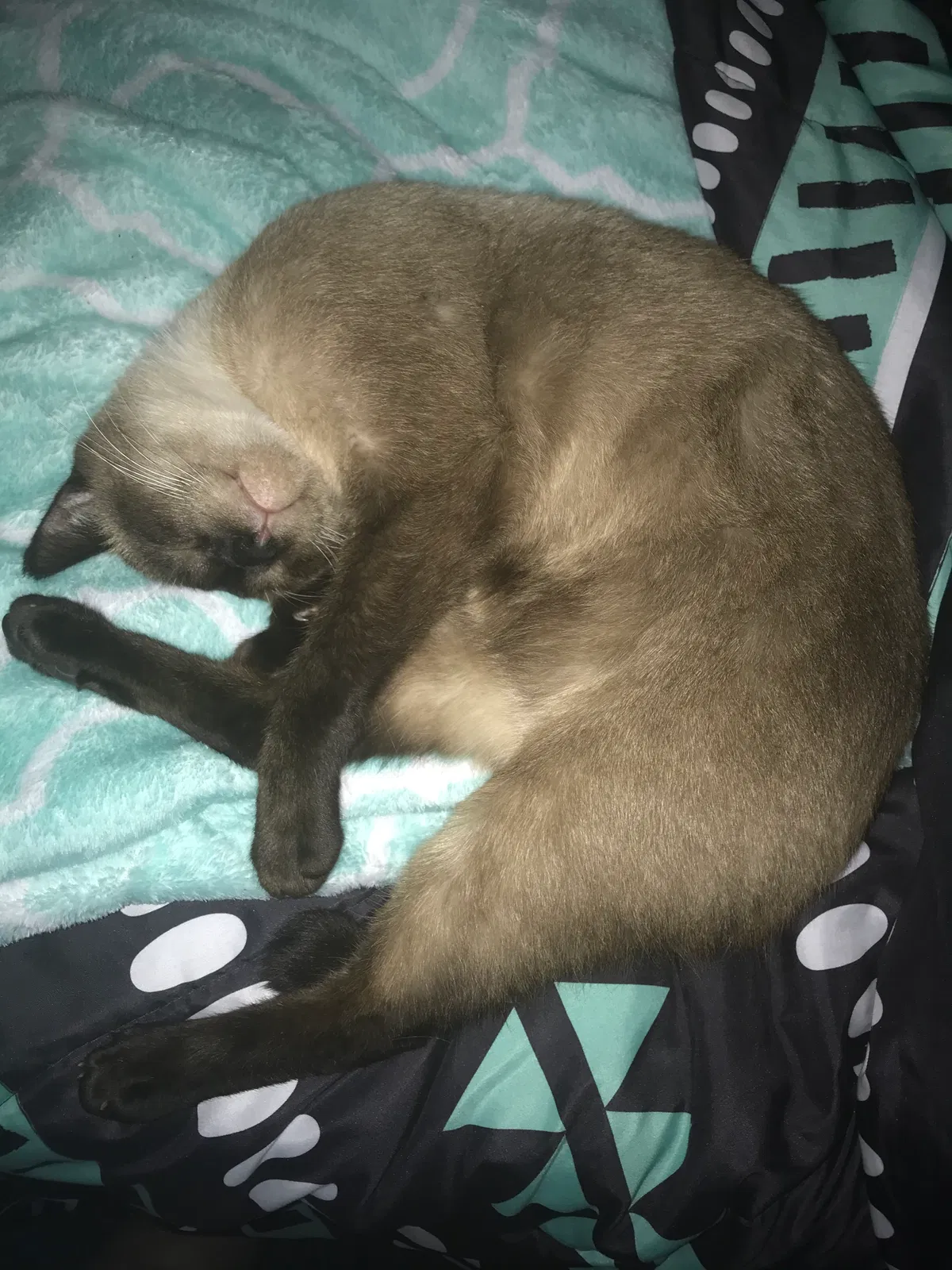 Lost cat in Xenia, OH, 45385