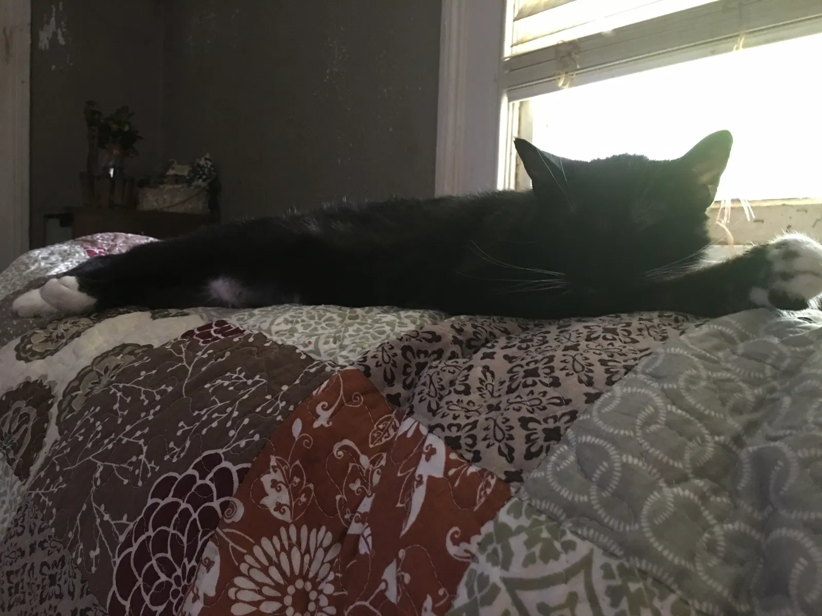 Lost cat in Opelika, AL, 36801