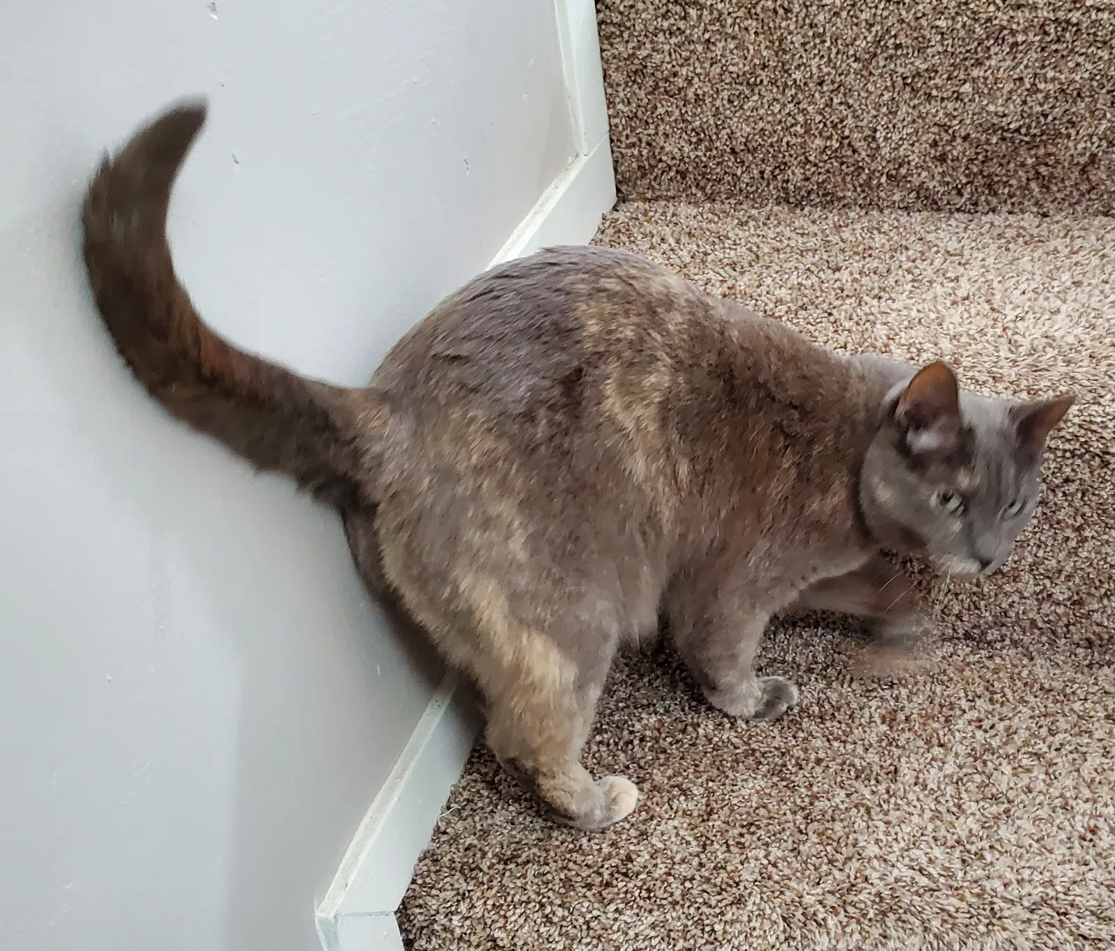 Lost cat in Missoula, MT, 59803