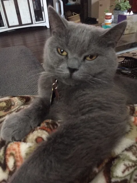 Lost cat in San Antonio, TX, 78247