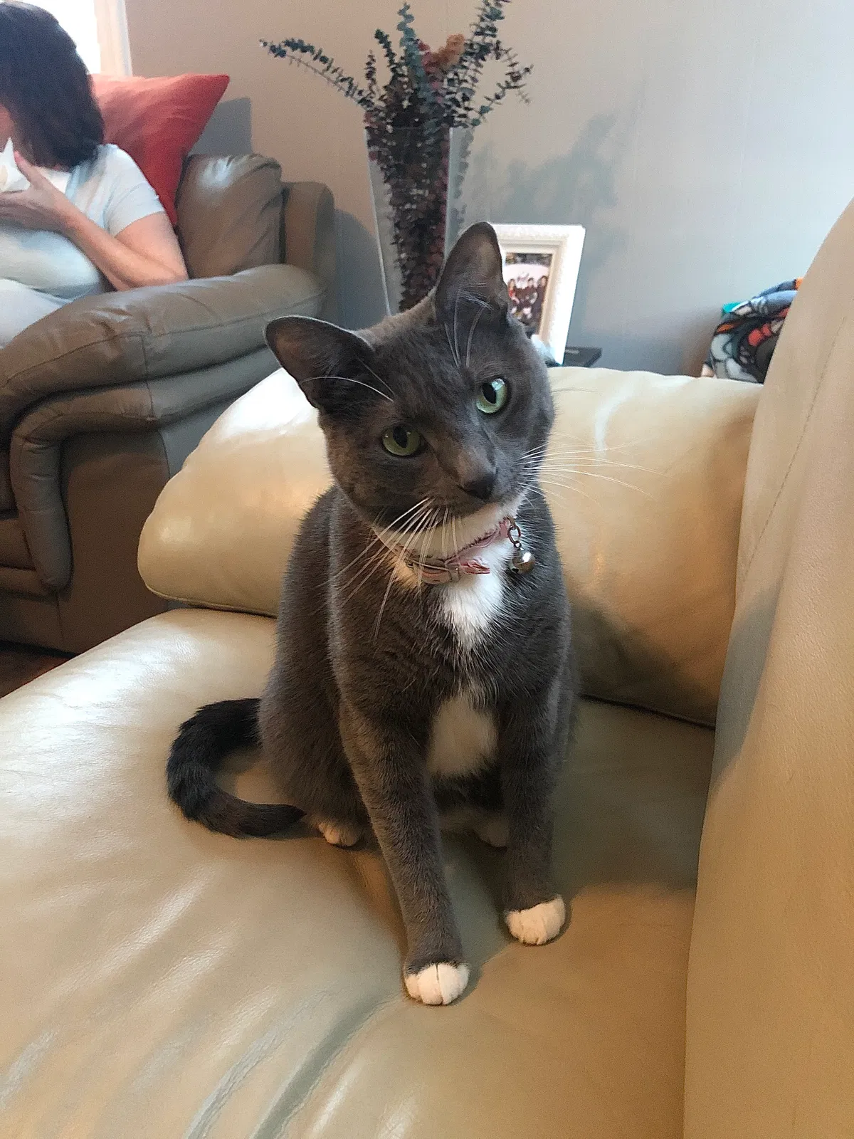 Lost cat in Destrehan, LA, 70047