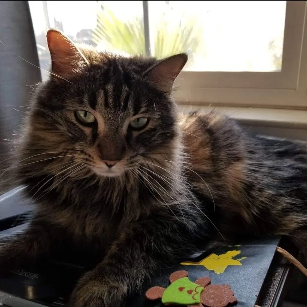 Lost cat in Rocklin, CA, 95677