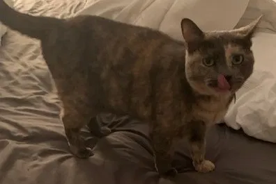 Lost cat in Santa Fe, NM, 87507
