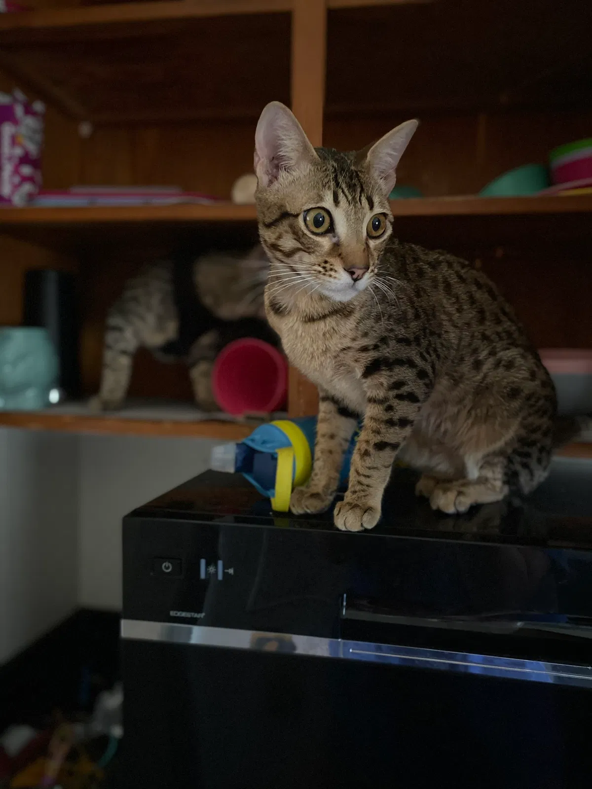Lost cat in Pueblo, CO, 81001