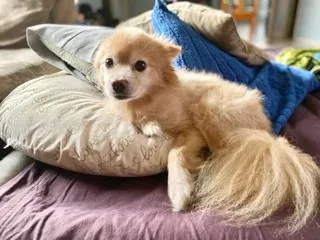Lost dog in Orlando, FL, 32809