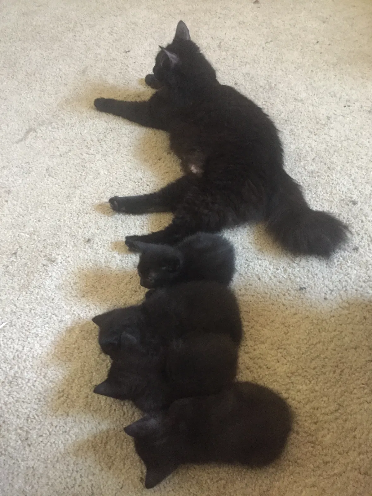 Lost cat in Ferndale, WA, 98248
