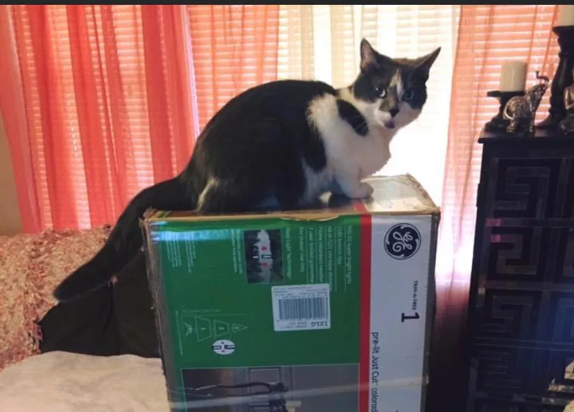 Lost cat in New Albany, IN, 47150