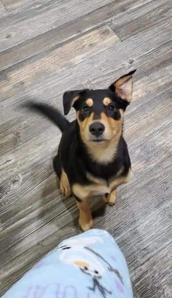 Lost dog in Dandridge, TN, 37725