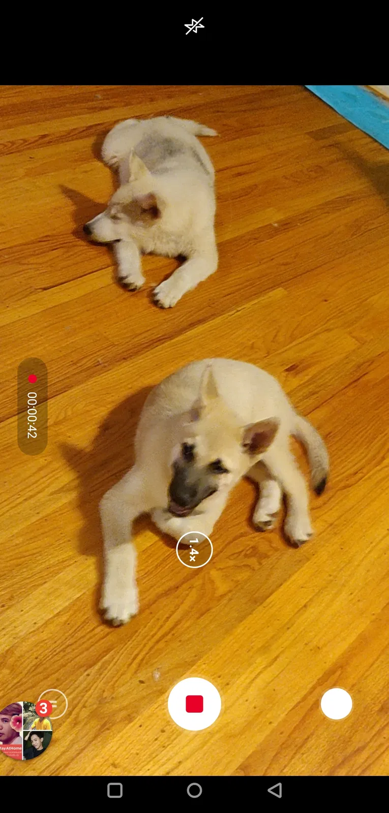 Lost dog in Sacramento, CA, 95821