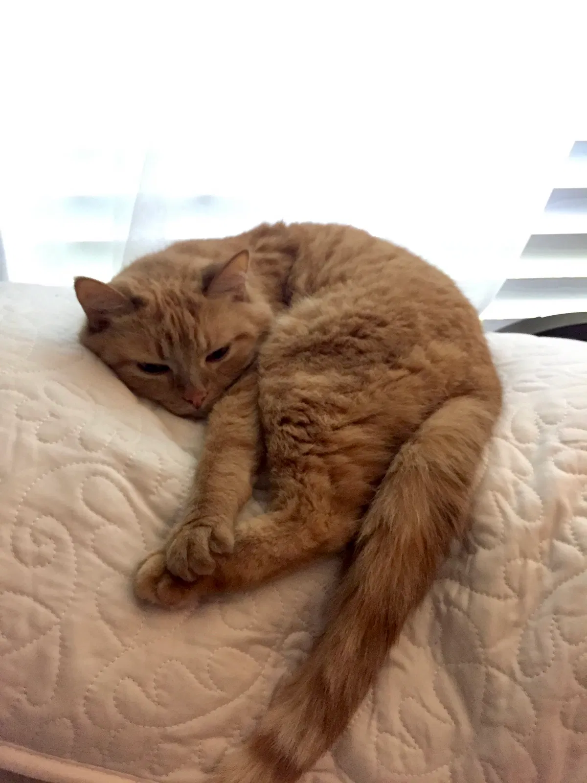 Lost cat in Cape Coral, FL, 33991