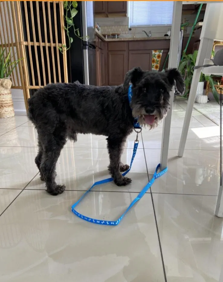 Lost dog in Compton, CA, 90222