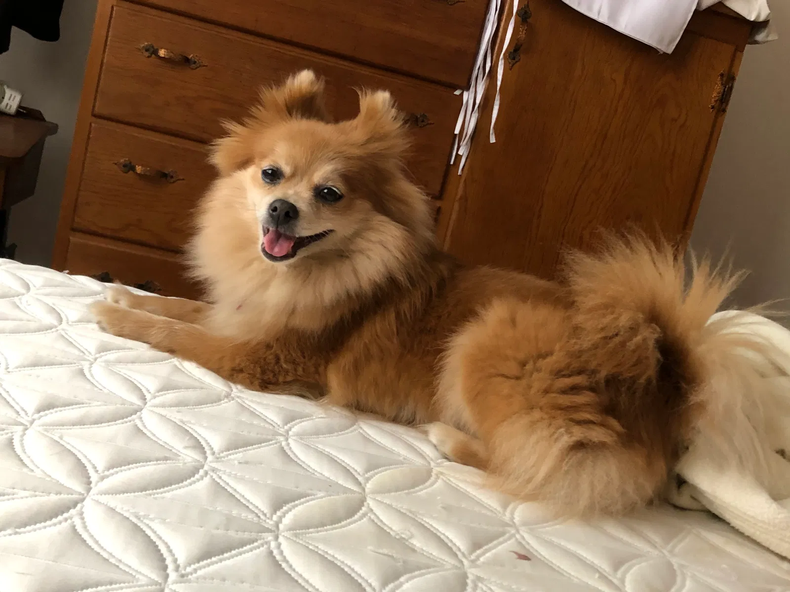 Lost dog in North Olmsted, OH, 44070