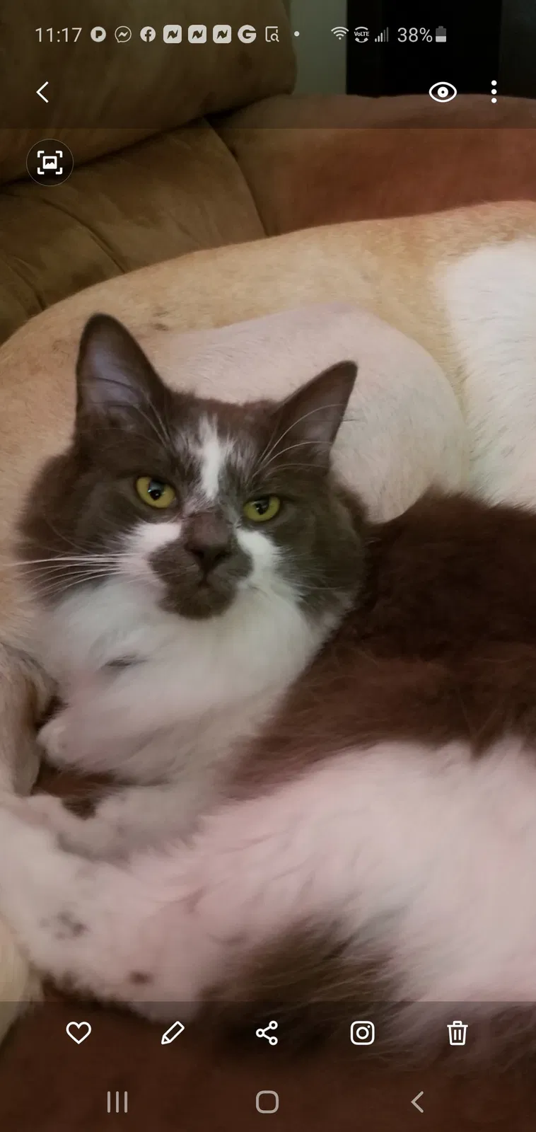 Lost cat in Knoxville, TN, 37931