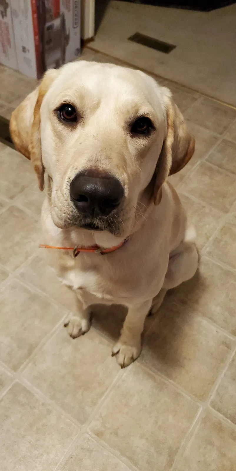 Lost dog in Gaston, SC, 29053