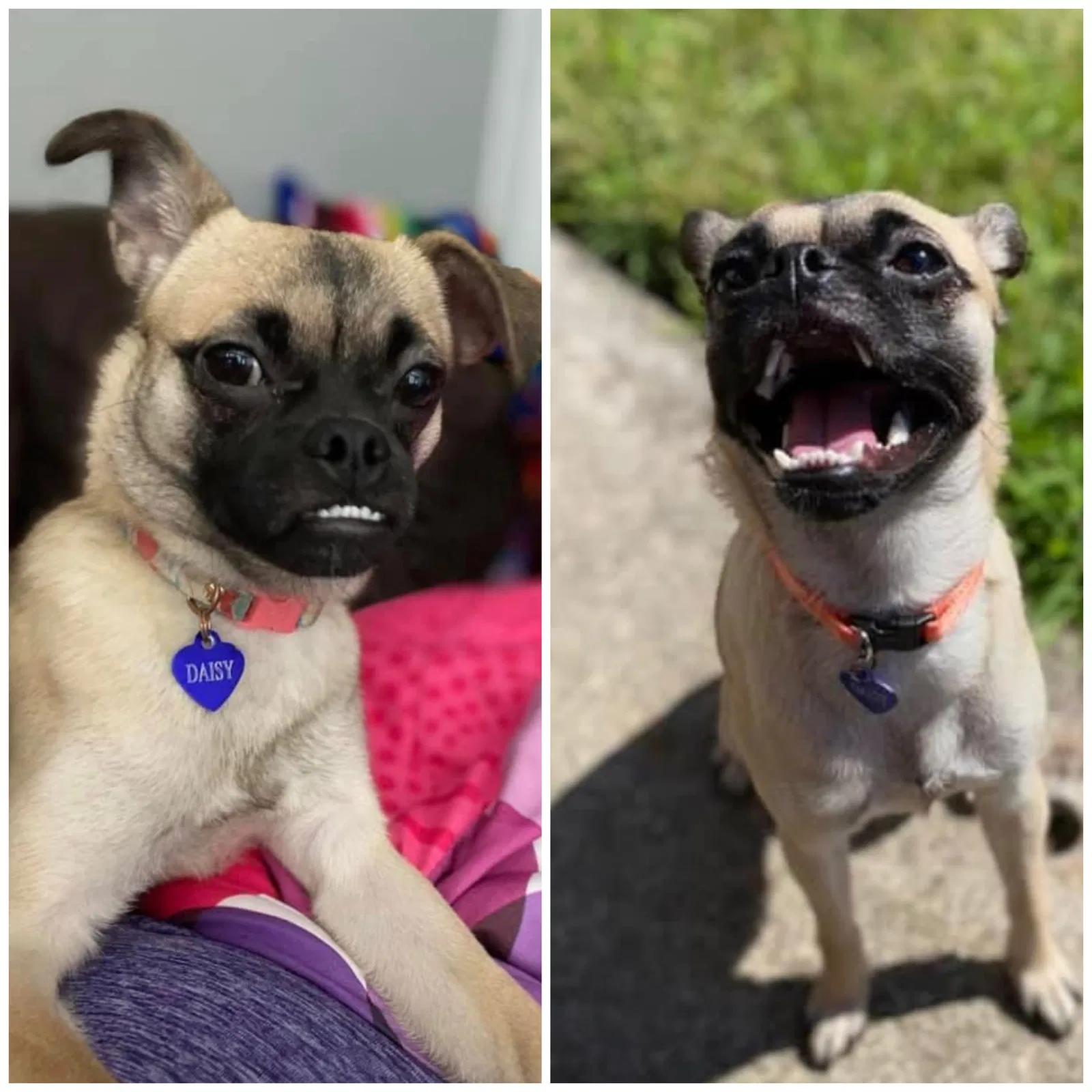 Lost dog in Hammond, IN, 46320