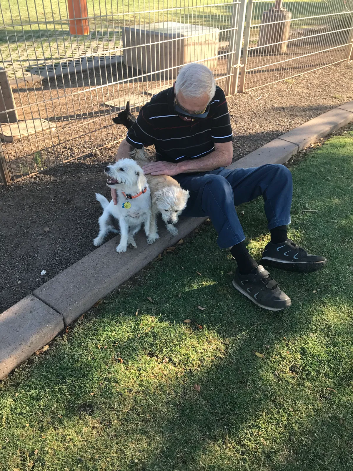 Lost dog in Phoenix, AZ, 85020