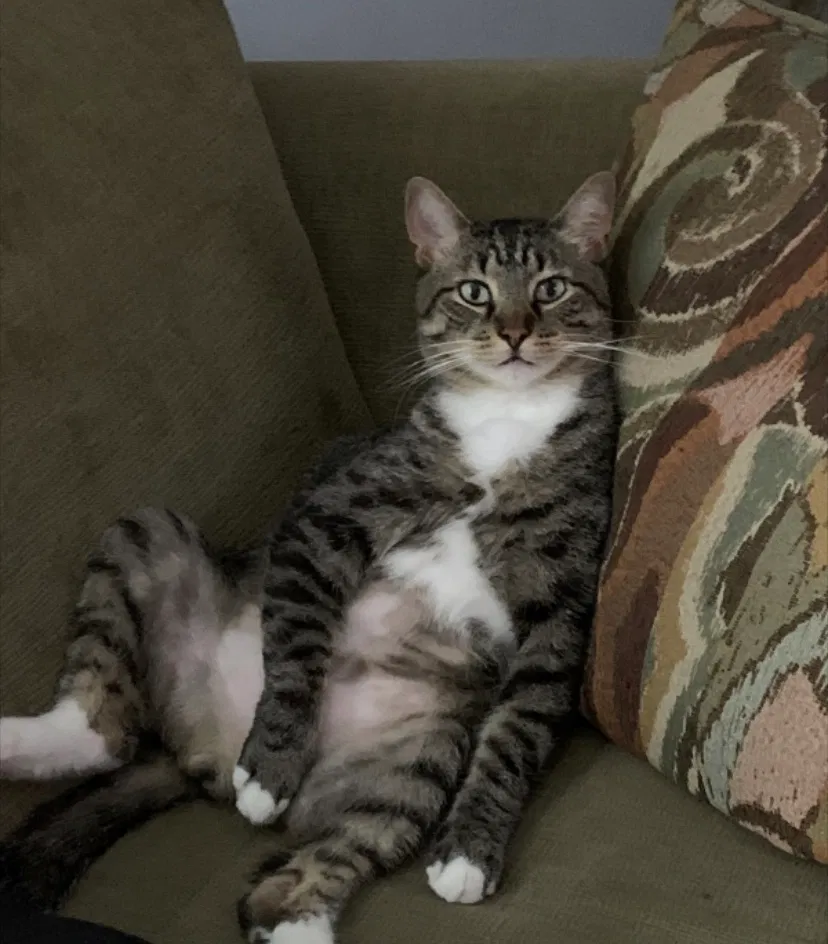 Lost cat in New Smyrna Beach, FL, 32168