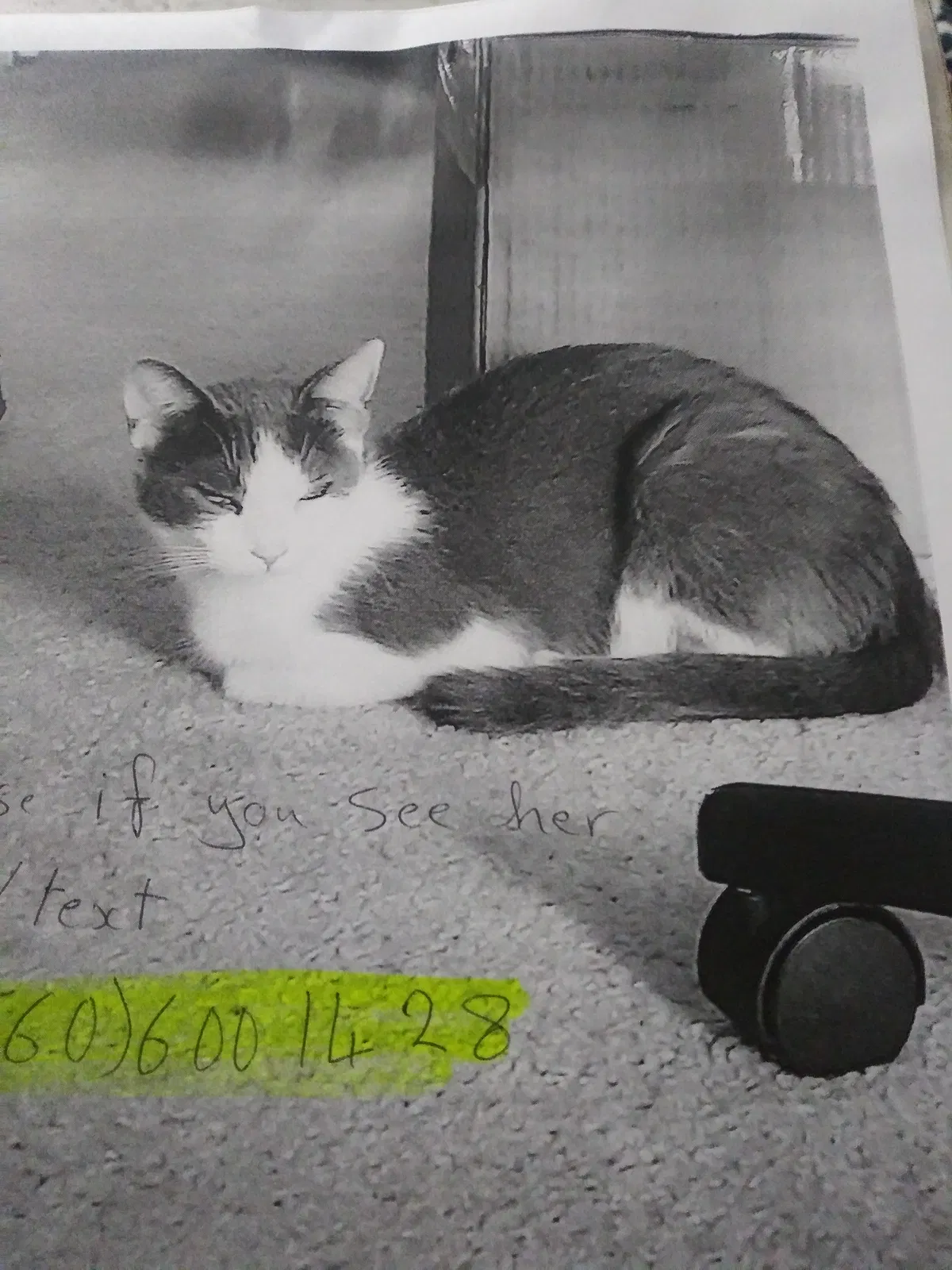 Lost cat in Westerville, OH, 43081