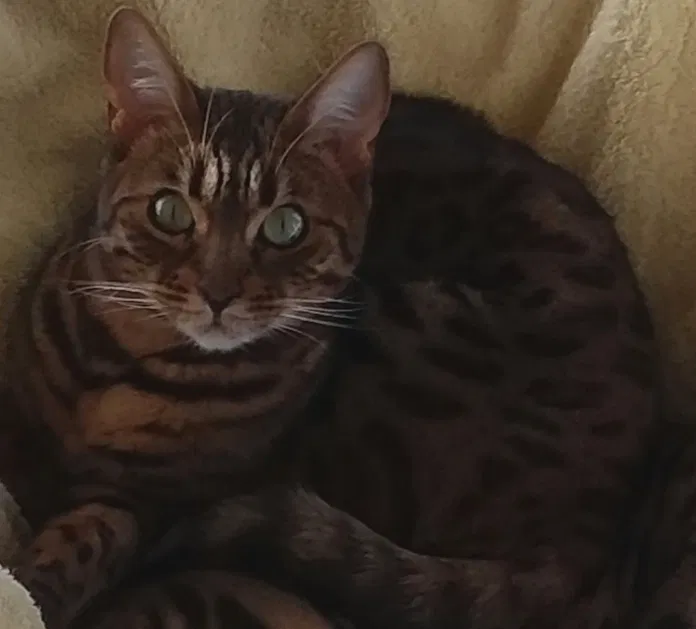 Lost cat in Henderson, NV, 89074